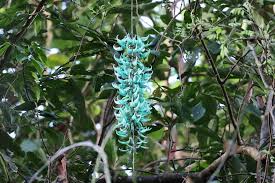 Light Green Strongylodon Flower Seeds for Planting Bright Blooms Heirloom & GMO Free Seeds for Home Garden Sale