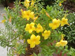 Yellow Allamanda Seeds for Planting Perfect for Adding a Tropical Touch to Gardens and Green Spaces