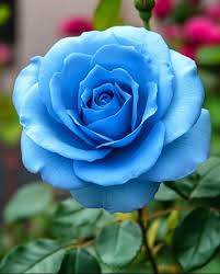 Sky Blue Unique Rose Flower Seeds for Planting Easy to Grow Heirloom & GMO Free Seeds for Home Garden
Sale