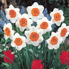 Daffodil Seeds for Planting: White and Red Blooms