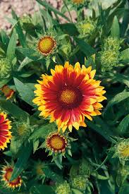 Indian Blanket Flower Seeds for Planting Brighten Your Garden Heirloom Non-GMO Seeds