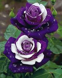 Dark Violet Green Rose Flower Seeds for Planting Garden Favorite Heirloom & GMO Free Seeds for Home Garden
Sale