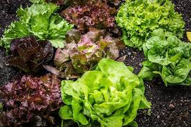 Mixed Lettuce Seeds for Planting