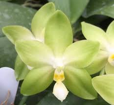 Green White Phalaenopsis Flower Seeds for Planting Hardy Variety Heirloom & GMO Free Seeds for Home Garden
Sale