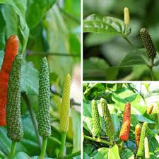 Longum Pepper Vegetable Seeds for Easy Planting