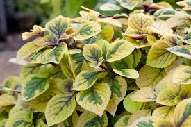 Coleus Yellow Flower seeds for Planting - Pollinator Friendly, Heirloom & GMO Free Seeds for Home Garden