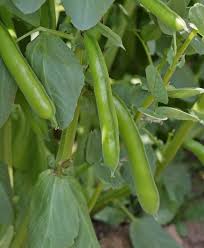 Green Aquadulce Bean Seeds - Ideal for Planting
