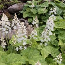 White Tiarella Trifoliata Flower seeds for Planting - Colorful Display, Heirloom & GMO Free Seeds for Home Garden