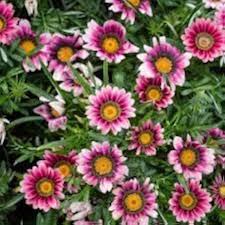 White Purple Gazania Seeds for Planting Vibrant Annual Flower Seeds