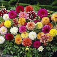 Grow Stunning Howden Dahlias Premium Flower Seeds for Garden Planting