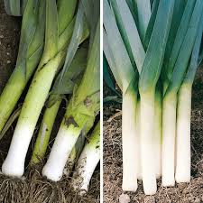 Green Saint Victor Vegetable Seeds for Planting