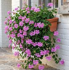 MultiColored Univalve Geranium Flower seeds blooming in flower beds, containers, borders, and pollinator-friendly gardens