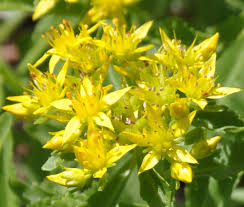 Yellow Aizoon Flower Seeds Planting