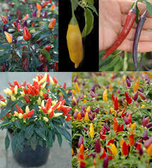Pequin Chili Seeds for Planting - Vegetable Garden Starter