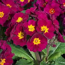 Violet Primrose Seeds for Planting: Brighten Your Landscape