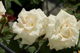 Rarest White Knight Rose Flower Seeds for Planting Premium Quality Ideal for Your Garden Heirloom & GMO Free Seeds for Home Garden
Sale