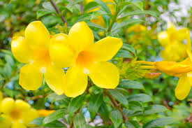 Yellow Allamanda Seeds for Planting Perfect for Adding a Tropical Touch to Gardens and Green Spaces