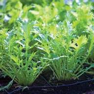 Green Mizuna Seeds for Planting Fast-Growing Vegetable Greens