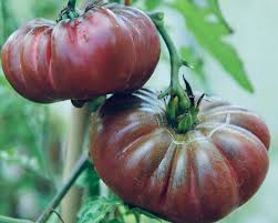 Maroon Tomato Planting Seeds for Home Gardens