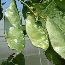 Hyacinth Bean Vegetable Seeds for Planting