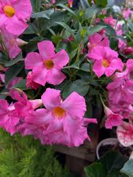 Light Pink Mandevilla Sanderi Flower Seeds for Planting Ideal for Home Garden GMO Free Seeds
Sale