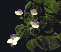White Blue Mini Violet Flower Seeds for Planting Garden Favorite Heirloom & GMO Free Seeds for Home Garden
Sale