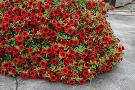 Superbells Petunia Seeds for Planting , Mixed Flower Variety