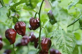 Chocolate Habanero Pepper Seeds for Home Gardening