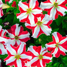 Red White Petunia Flower Seeds Planting