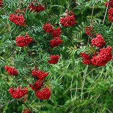 Green Sorbus Aucuparia Tree Seeds for Planting - Grow Beautiful Trees in Your Garden