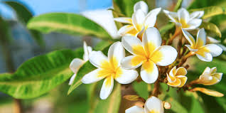 Yellow Egg Flower Seeds: Perfect for Planting & Gardening