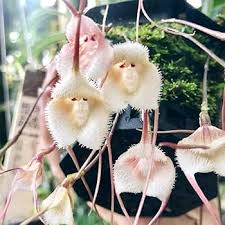 Monkey Orchid Seeds for Planting Unique Mixed Collection