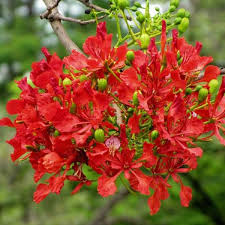 Red Flamboyant Tree Seeds Planting