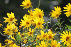 Topinambur Flower Seeds for Planting - Cultivate Stunning Jerusalem Artichoke Blooms in Your Garden