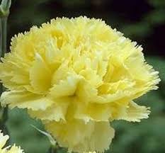 Yellow Caryophyllus Flower Planting Seeds