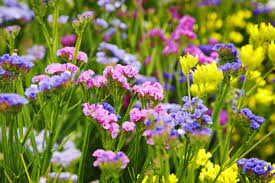 Statice Mix Planting Seeds Vibrant Blooms for Spring Gardens - Evergrowseeds