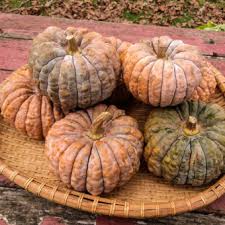 Futsu Squash Seeds: Perfect for Planting