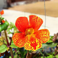 Red Monkey Flower Seeds for Planting and Gardening