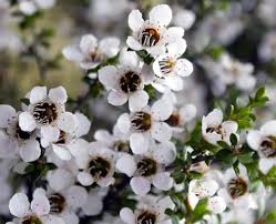 White Leptospermum Scoparium Trees - Seeds for Beautiful Blossoms and Resilient Garden Design