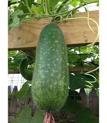 Hairy Gourd Vegetable Seeds for Planting