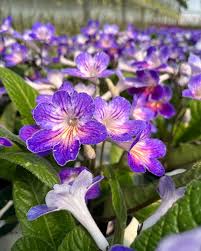 Streptocarpus Flower Seeds for Vibrant Blooms Perfect for Gardening & Planting