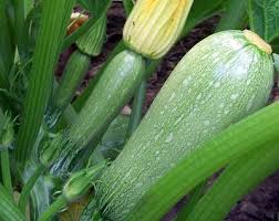 Green Ronde de Vegetable Seeds for Easy Planting
