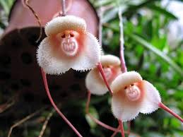 Monkey Orchid Seeds for Planting Unique Mixed Collection