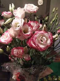 White & Red Eustoma (Lisianthus) Flower Seeds for Planting Heirloom NONGMO Garden Seeds Pollinator Friendly
Sale