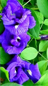 Planting Guide for Blue Clitoria Flower Seeds
