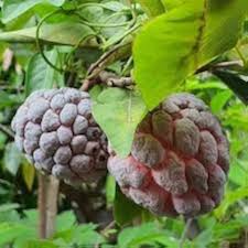 Burgundy Sugar Apple Seeds for Planting