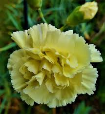 Yellow Caryophyllus Flower Planting Seeds