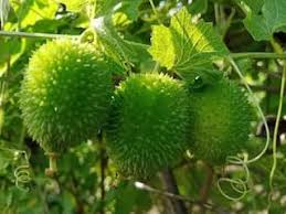 Green Wooly Bear Gourd Vegetable Planting Seeds