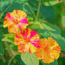 Mirabilis Jalapa Flower Seeds, Complete Planting Guide