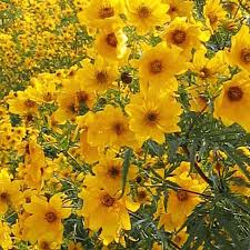 Yellow Bidens Flower Garden Planting - Seeds for Colorful Floral Arrangements